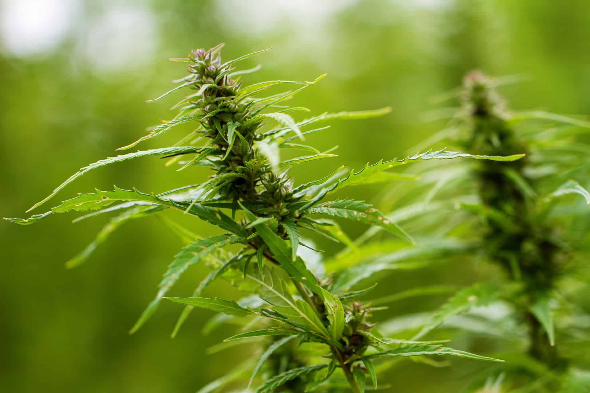 INDICA vs SATIVA – aký je rozdiel?