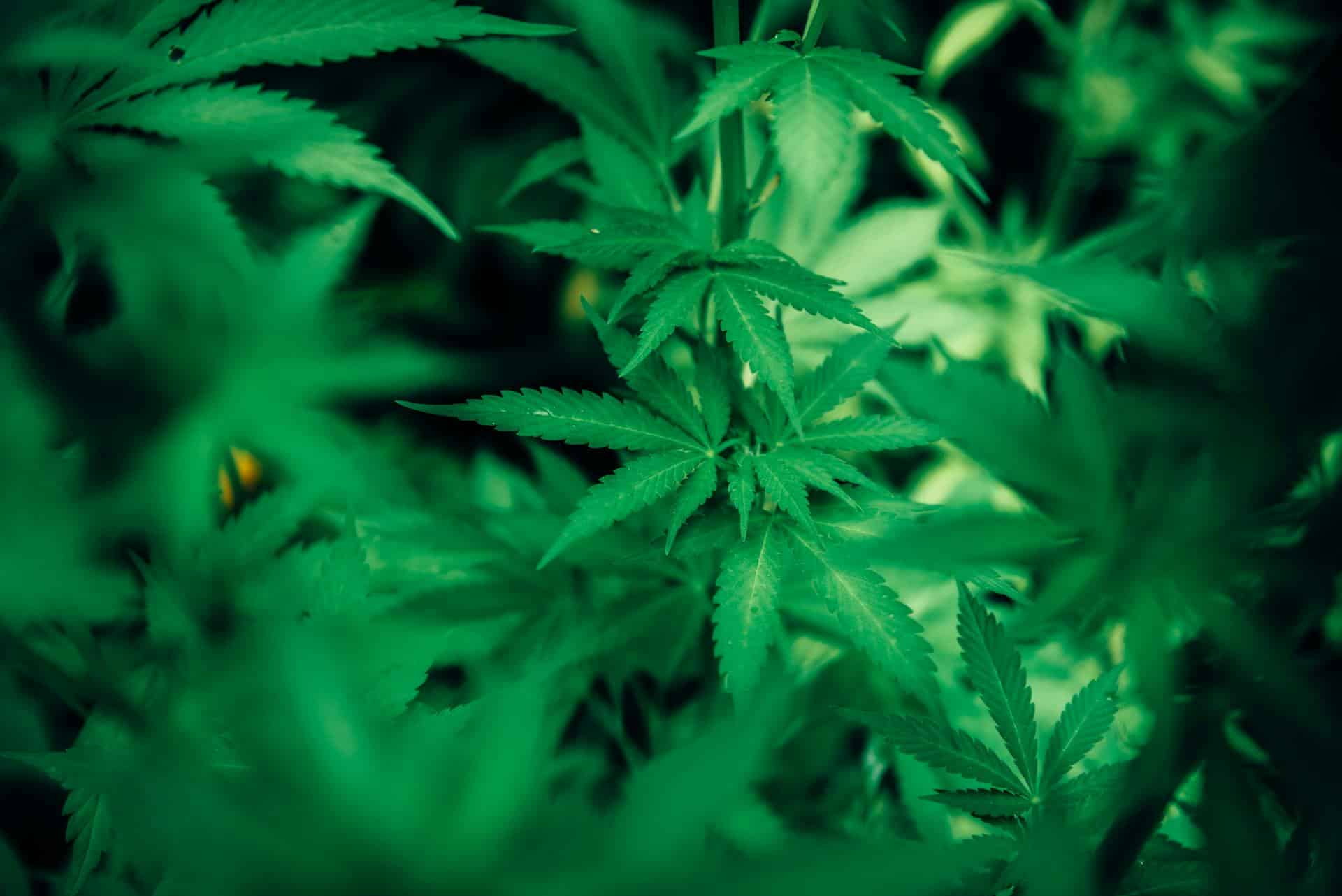 Rozdiel medzi CBD a CBG