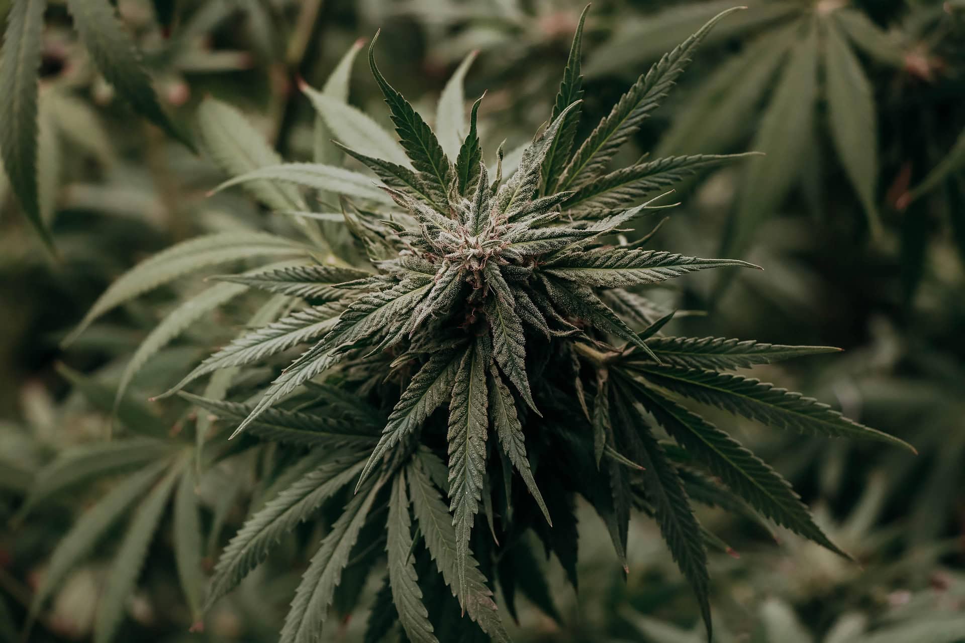 WEED na Slovensku