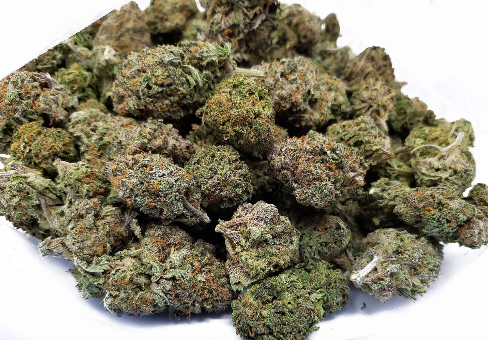 Najlepší WEED na Slovensku