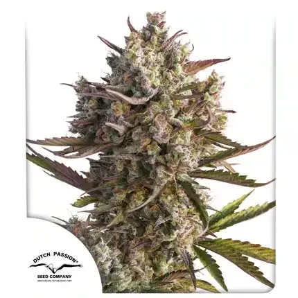 Blueberry AUTO Dutch Passion, 3 semená konope