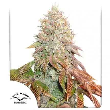 Banana Blaze AUTO Dutch Passion, 3 semená konope