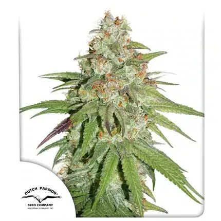 Glueberry O.G. FEM Dutch Passion, 3 semená konope