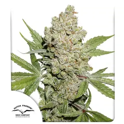 Lemon Kix AUTO Dutch Passion, 3 semená konope